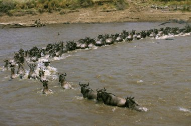 Blue Wildebeest, connochaetes taurinus, Herd crossing Mara River during Migration, Masai Mara Park in Kenya   clipart
