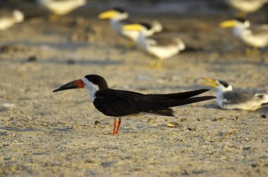 Black Skimmer, Rynchop Niger, ve Back Large-Billed Tern, phaetusa Simplex, Los Lianos Venezuela 'da  