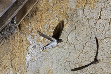 Barn Swallow, hirundo rustica, Uçan Yetişkinler, Yuvadaki Yavruları Besleme, Normandiya  