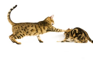 Kahverengi Benekli Tabby ve Kahverengi Mermer Evcil Kedi, Yetişkinler Beyazlarla Mücadele Ediyor  