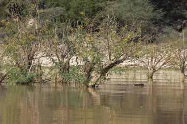 Balsa Ağacı, Aeschynomene elaphroxylon, Kenya 'daki Baringo Gölü' nde ağaçlar 