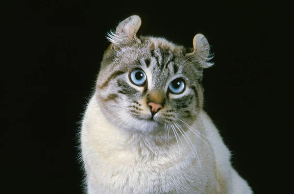 Amerikansk Curl Inhemsk Katt Porträtt Vuxen Mot Svart Bakgrund — Stockfoto