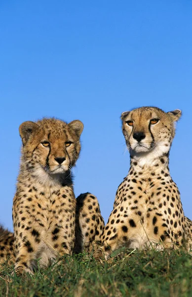 Cheetah Acinonyx Jubatus Adults Masai Mara Park Kenya — 图库照片