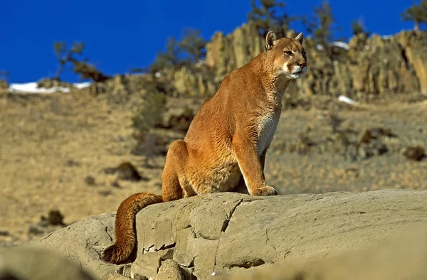 Puma Puma Concolor Montana Oturan Yetişkin — Stok fotoğraf