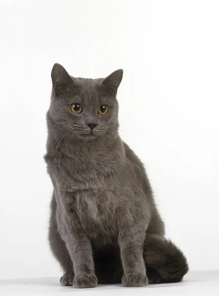 Gato Doméstico Azul Adulto Contra Fundo Branco — Fotografia de Stock