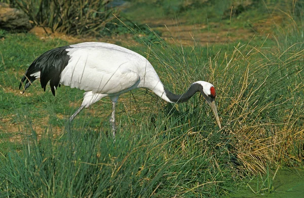 Gru Giapponese Grus Japonensis Adulto Piedi Erba — Foto Stock