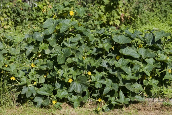 Gherkin Pickle Cucumis Sativus Φυτικός Κήπος Στη Νορμανδία — Φωτογραφία Αρχείου