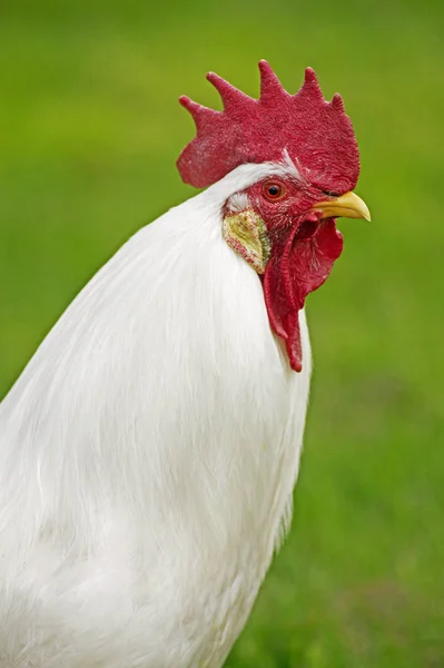 Leghorn Domestic Chicken Portrait Cockerel — Stock Photo, Image