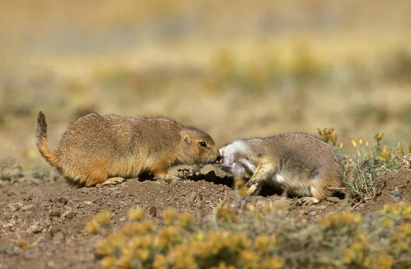 Black Tail Prairie Dog Cynomys Ludovicianus Adultos Cheirando Uns Aos — Fotografia de Stock