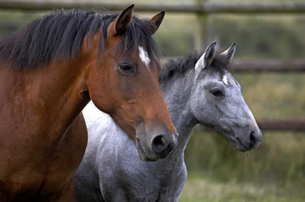 Connemara Pony Portret Van Mare Veulen — Stockfoto