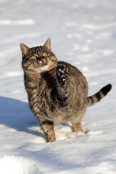 Gato Doméstico Tabby Marrón Hembra Caminando Sobre Nieve Normandía —  Fotos de Stock