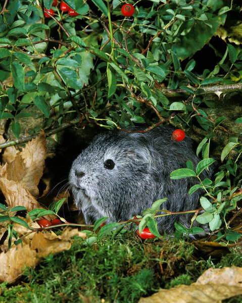 Guinea Pig, cavia porcellus, Adult   