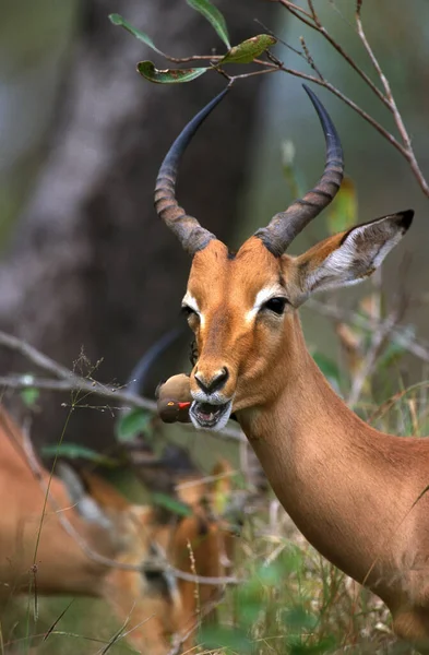 Impala Aepyceros Melampus Man Met Rode Eierstok Buphagus Erythrorhynchus Kenia — Stockfoto