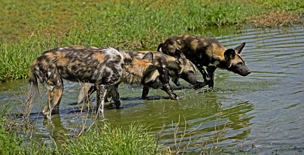 African Wild Dog Lycaon Pictus Group Standing Water Hole Namibia — Stock Photo, Image