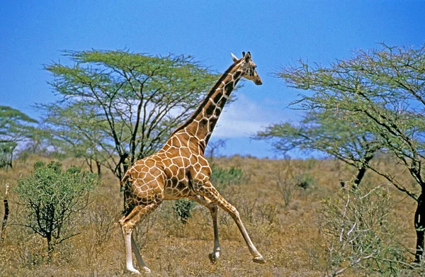 繰り返しキリン キリンCamelopardalis Reticata 大人とアカシアの木 ケニアのSamburu公園 — ストック写真