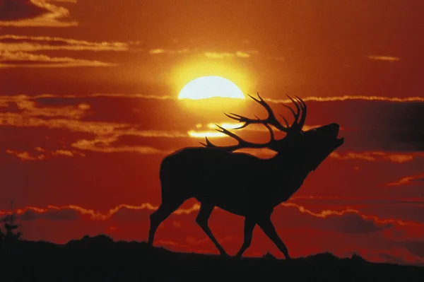 Red Deer Cervus Elaphus Stag Belling Tijdens Rut Bij Zonsondergang — Stockfoto