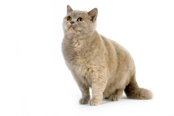Lilac Cream British Shorthair Εγχώρια Γάτα Θηλυκό Κατά Λευκό Φόντο — Φωτογραφία Αρχείου