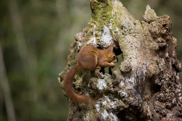 Röd Ekorre Sciurus Vulgaris Vuxen Stående Stubbe Ätande Hasselnöt Normandie — Stockfoto