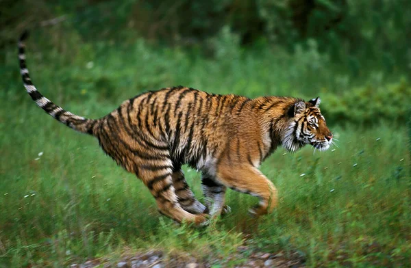 Sibiriska Tigern Panthera Tigris Altaica Vuxenlöpning — Stockfoto