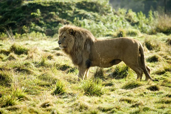 カタンガライオンまたは南西アフリカライオン PantheraレオBleyenberghi 草の上に立つ男性 — ストック写真