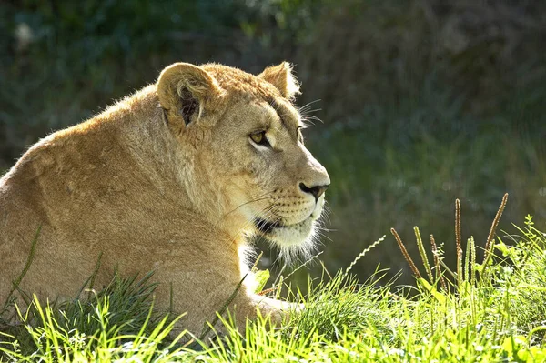 非洲狮子 狮子座 雌狮的肖像 — 图库照片