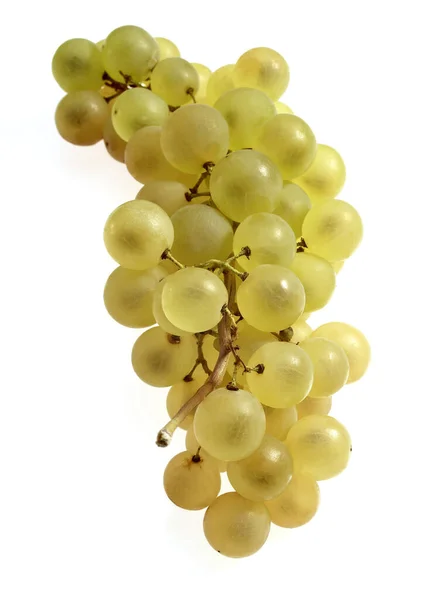 Chasselas Białe Winogrona Vitis Vinifera Owoce Białym Tle — Zdjęcie stockowe