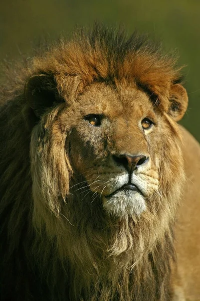 非洲狮子 狮子座 雄狮的肖像 — 图库照片