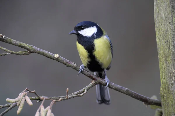 Great Tit Parus Major Male Standing Branch Normandy — Stock Photo, Image