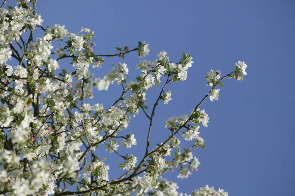 Ανθισμένη Κερασιά Prunus Cerasus Νορμανδία — Φωτογραφία Αρχείου