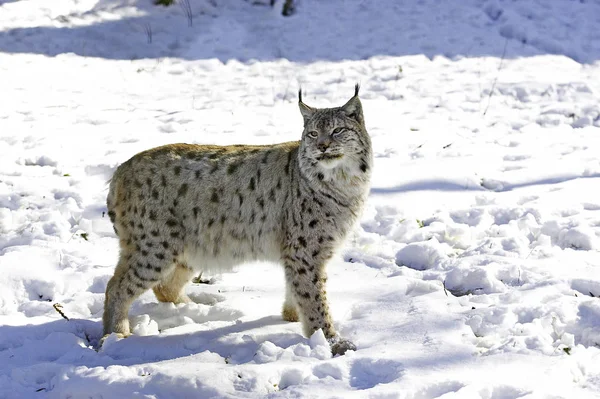 Europäischer Luchs Oder Eurasischer Luchs Felis Lynx Adult Standing Snow — Stockfoto