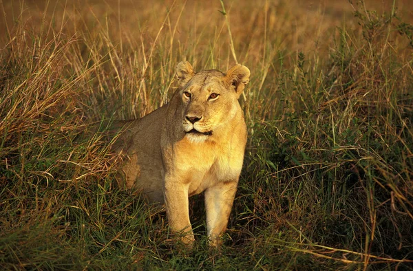 Afrikai Oroszlán Panthera Leo Long Grass Kenya — Stock Fotó