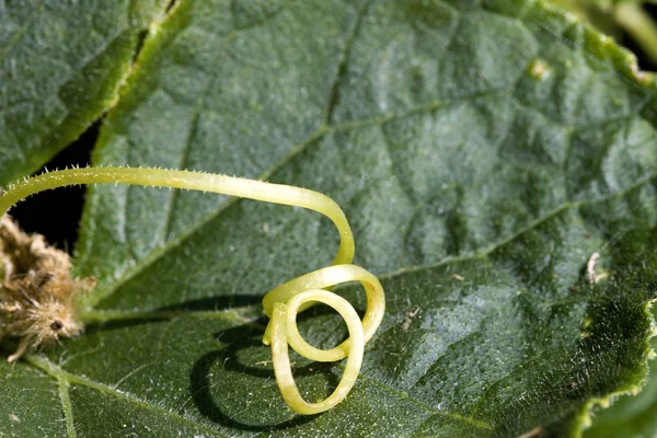 Gherkin Cornichon Cucumis Sativus Potager Normandie — Photo