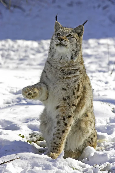 Europäischer Luchs Oder Eurasischer Luchs Felis Lynx Erwachsener Sitzt Auf — Stockfoto