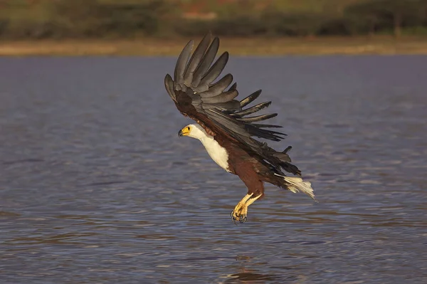 African Fish Eagle Haliaeetus Vocifer Adult Flight Fishing Baringo Lake — стокове фото