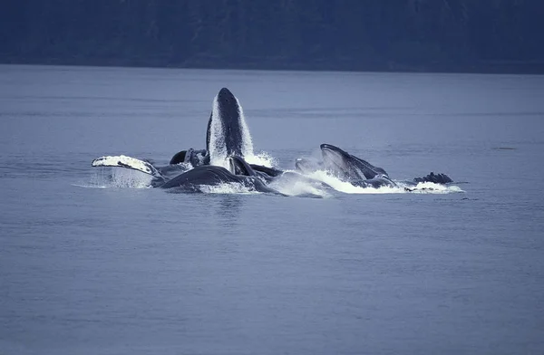 Humpack Whale Megaptera Novaeangliae Group Bubble Net Feeding Open Mouth — Stock fotografie