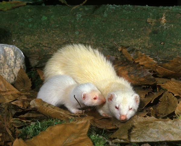 Furet Mustela Putorius Furo Femme Avec Jeune — Photo