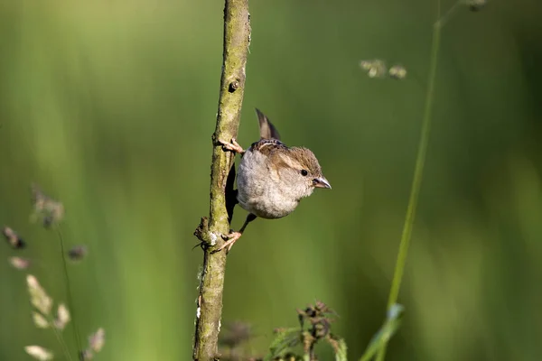 House Sparrow Passer Domesticus Fena Stojící Větvi Normandie — Stock fotografie