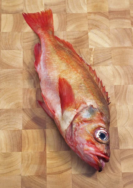 Zackenbarsch Frischer Fisch Zum Kochen — Stockfoto