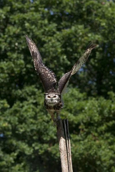 Cape Eagle Owl Bubo Capensis Adult Flight Taking Post — стокове фото