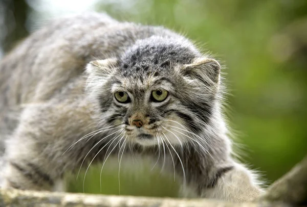 Manul Pallas Cat Otocolobus Manul Adult Standing Branch — стоковое фото