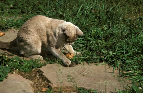 Lila Birmano Gato Doméstico Adulto Caza Vole — Foto de Stock
