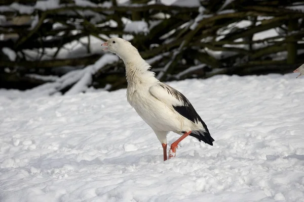 Andean Goose Chloephaga Melanoptera Adult Standing Snow — Stock Photo, Image