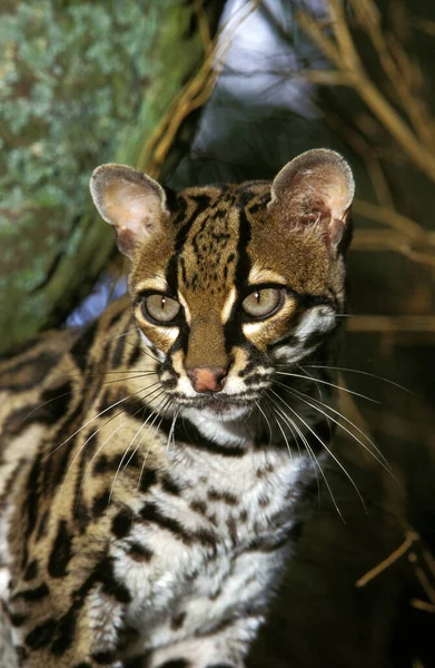Margay Cat Leopardus Wiedi Portrét Dospělého — Stock fotografie