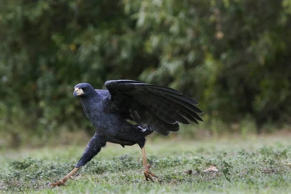 Great Black Hawk Buteogallus Urubitinga Adult Flight Taking Los Lianos — Stock Photo, Image