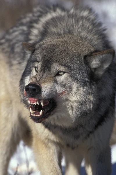 Nordamerikanischer Grauer Wolf Canis Lupus Occidentalis Erwachsener Defensivhaltung Kanada — Stockfoto