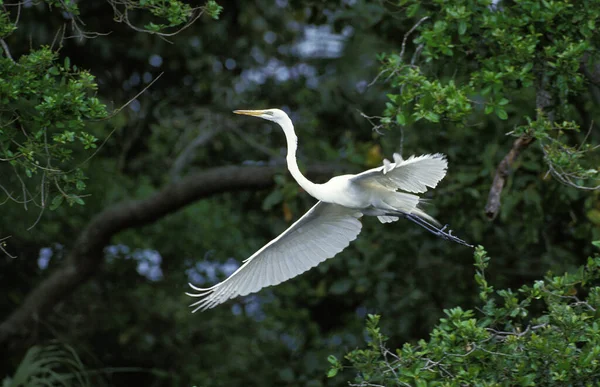 Great White Egret Albumy Casmerodius Adult Flight Everglades Park Florydzie — Zdjęcie stockowe