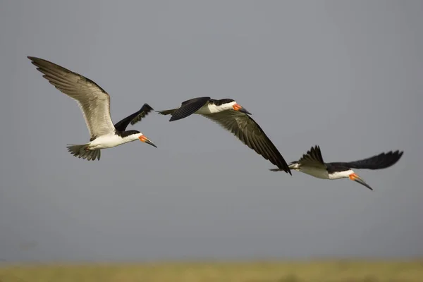 Black Skimmer Rynchops Niger Grupo Voo Los Lianos Venezuela — Fotografia de Stock