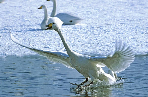 Whooper Swan Cygnus Cygnus Atterraggio Adulti Vicino Lago Ghiacciato Isola — Foto Stock