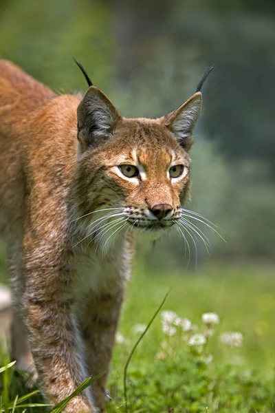 Lynx Siberiano Lince Lince Wrangeli Retrato Adulto — Fotografia de Stock