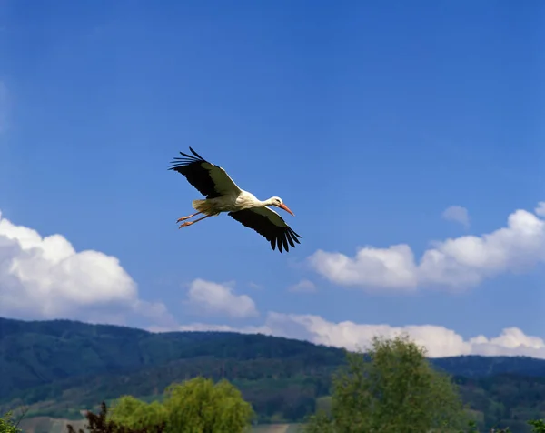 Weißstorch Ciconia Ciconia Erwachsener Flug Elsass Frankreich — Stockfoto